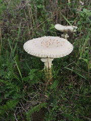Saproamanita vittadinii