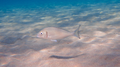Sparus auratus