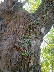 Microgramma mortoniana