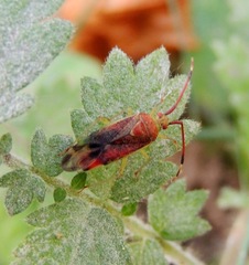 Pantilius tunicatus