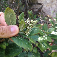 Rhus standleyi