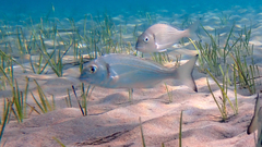 Sparus auratus