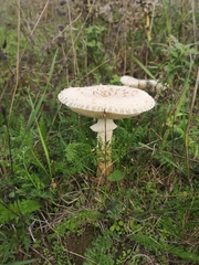 Saproamanita vittadinii