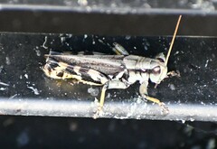 Melanoplus eumera