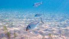Sparus auratus