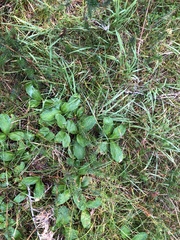 Leptarrhena pyrolifolia