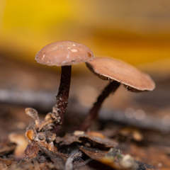 Kuehneromyces lignicola