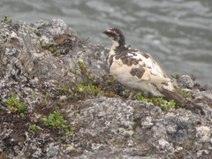 Lagopus muta islandorum