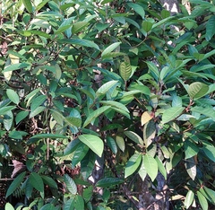 Ficus nervosa