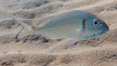 Sparus auratus