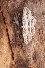 Didymoctenia exsuperata