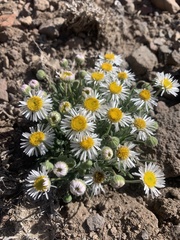 Erigeron pumilus