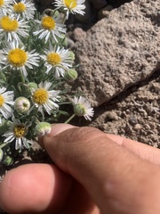 Erigeron pumilus