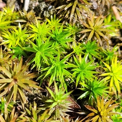 Polytrichum formosum