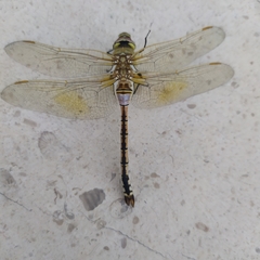 Anax ephippiger