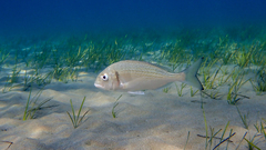 Sparus auratus