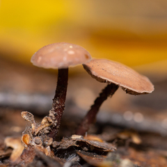 Kuehneromyces lignicola