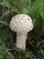Saproamanita vittadinii