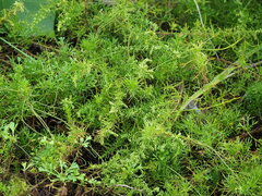 Artemisia capillaris