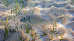 Sparus auratus