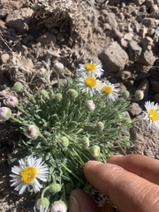 Erigeron pumilus