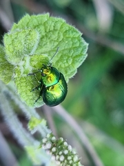 Chrysolina herbacea