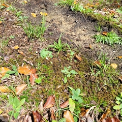 Polytrichum formosum