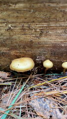 Galerina