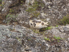 Lagopus muta islandorum