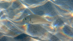 Sparus auratus