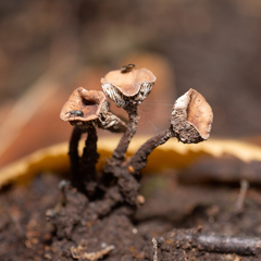 Kuehneromyces lignicola