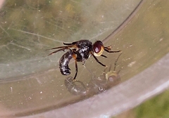 Thecophora atra