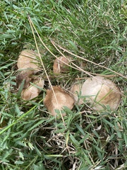 Marasmius nigrodiscus