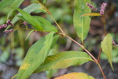 Persicaria extremiorientalis
