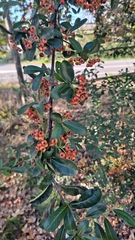Pyracantha angustifolia