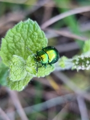 Chrysolina herbacea