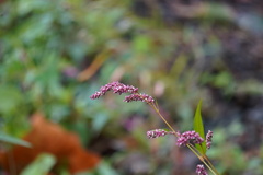 Persicaria extremiorientalis