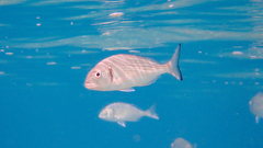 Sparus auratus
