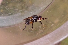 Thecophora atra