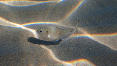 Sparus auratus