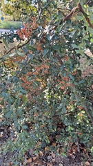 Pyracantha angustifolia