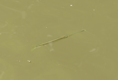 Zenarchopterus buffonis