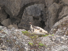 Lagopus muta islandorum