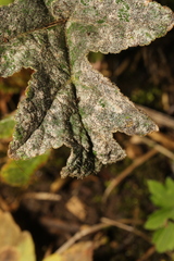 Erysiphe heraclei