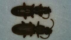 Oryzaephilus surinamensis