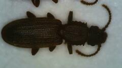 Oryzaephilus surinamensis