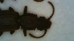 Oryzaephilus surinamensis