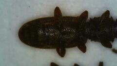 Oryzaephilus surinamensis