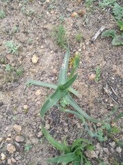Ornithogalum