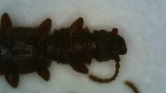 Oryzaephilus surinamensis